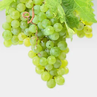 Rebsort Chardonnay aus Südafrika.webp