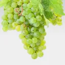 Rebsort Chardonnay aus Südafrika.webp