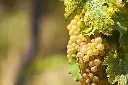 Sauvignnon_Blanc_Frankreich.webp