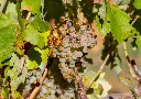 aus Verdejo und Macabeo.webp