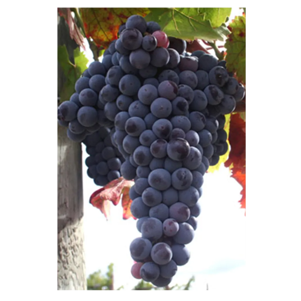 tempranillo.-rebsorte.webp