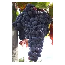 tempranillo.-rebsorte.webp
