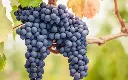 Pinot Noir_Rebsorte.webp