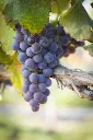 cabernet-sauvignon-rebsorte.webp