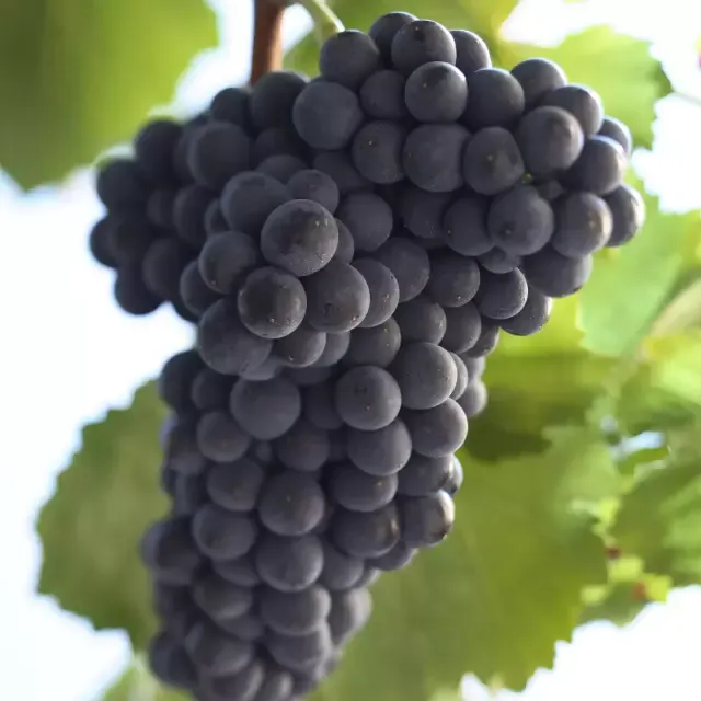 Saint Laurent Rebsorte.webp