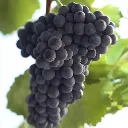 Saint Laurent Rebsorte.webp